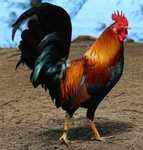 Rooster Animal Totems